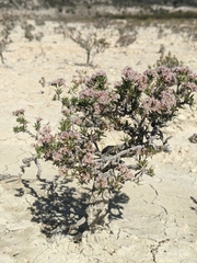Eriogonum ericifolium