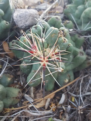 Coryphantha macromeris macromeris