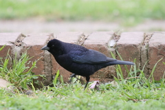 Molothrus bonariensis