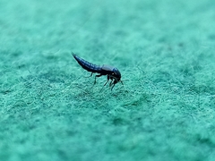 Pterygota