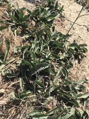 Limonium hirsuticalyx