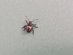 Halyomorpha halys