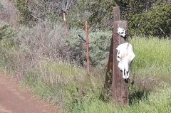 Aphelocoma insularis