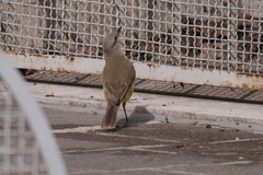 Machetornis rixosa