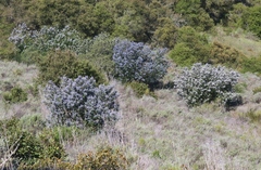 Ceanothus arboreus