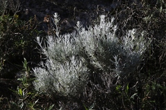 Castilleja hololeuca