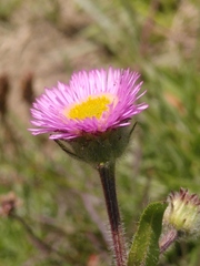 Erigeron neglectus