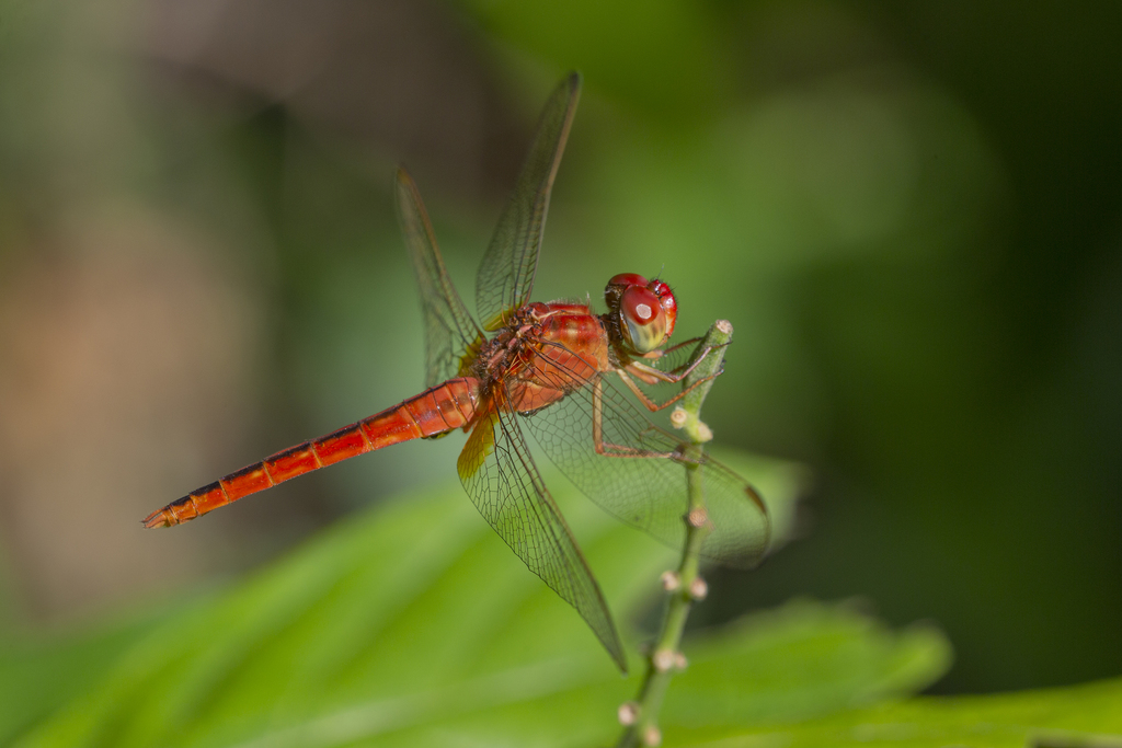 Scarlet Skimmer (insects of mumbai) · iNaturalist