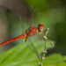 猩紅蜻蜓 - Photo 由 budak 所上傳的 (c) budak，保留部份權利CC BY-NC