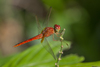 Scarlet Skimmer - Photo (c) budak, some rights reserved (CC BY-NC), uploaded by budak