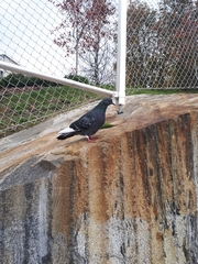 Columba livia domestica