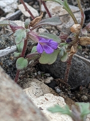 Schistophragma intermedium