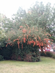 Magnoliopsida