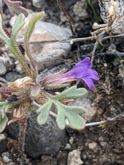 Schistophragma intermedium