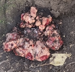 Fungi