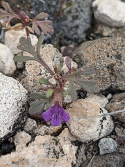 Schistophragma intermedium