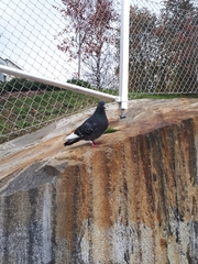 Columba livia domestica