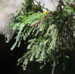 Araucaria cunninghamii