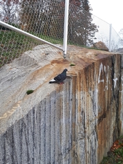 Columba livia domestica