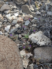 Schistophragma intermedium