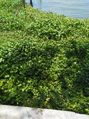 Pontederia crassipes