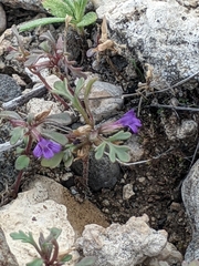 Schistophragma intermedium