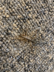 Scutigera coleoptrata