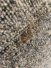 Scutigera coleoptrata