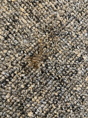 Scutigera coleoptrata