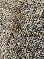 Scutigera coleoptrata