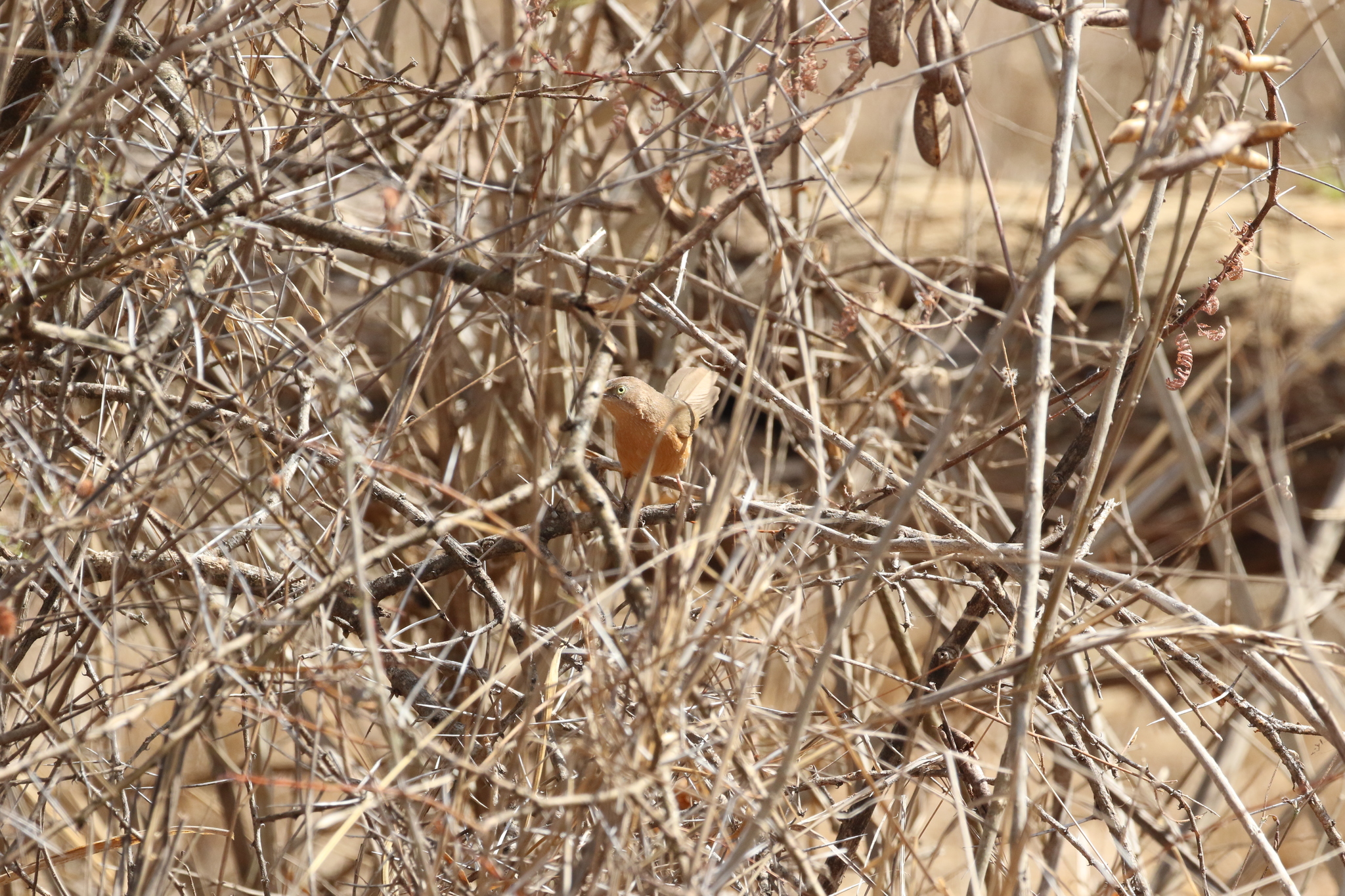 Rufous Chatterer illustration