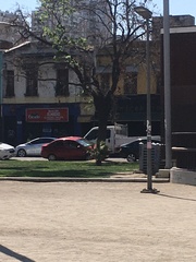 Jubaea chilensis
