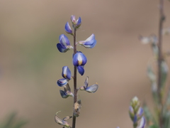 Lupinus gibertianus