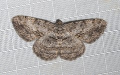 Psilalcis isombra