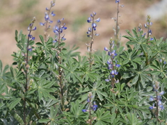 Lupinus gibertianus