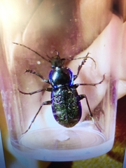 Carabus serratus