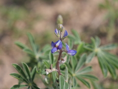 Lupinus gibertianus