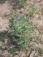 Lupinus gibertianus