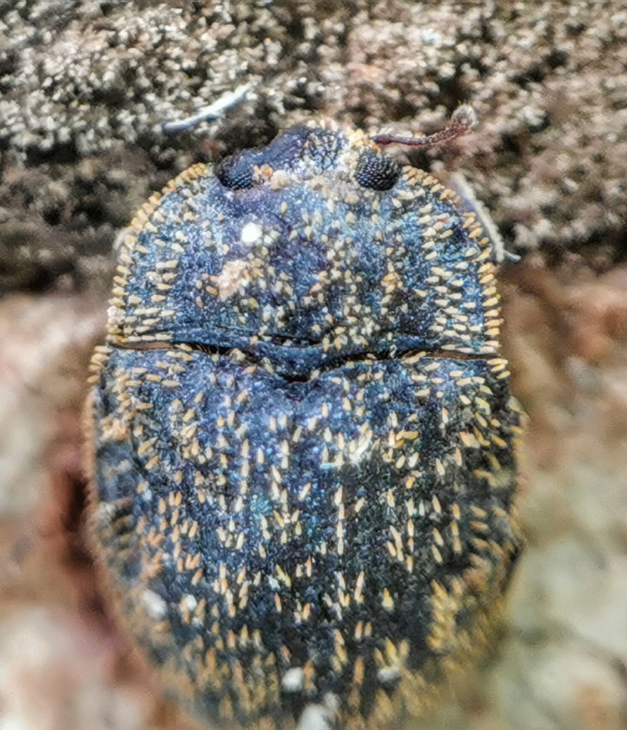 Trachypholis