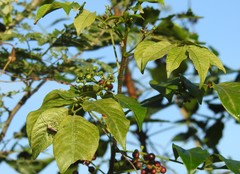 Cipadessa baccifera
