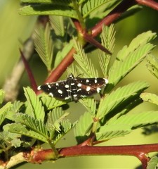 Bocchoris