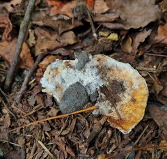 Hypomyces armeniacus