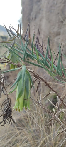 Bomarea involucrosa (Bomarea involucrosa)