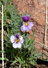 Viola beckwithii