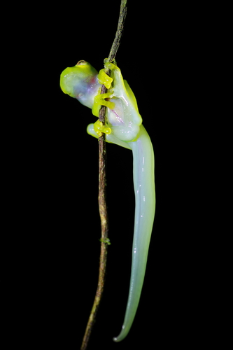 Plantation Glass Frog, Hyalinobatrachium colymbiphyllum