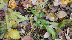 Plantago urvillei