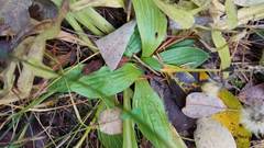 Plantago urvillei