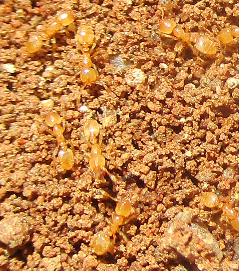 African Thief Ant