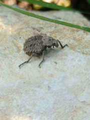 Brachycerus muricatus