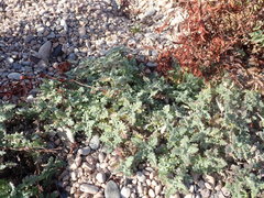 Dracocephalum pinnatum